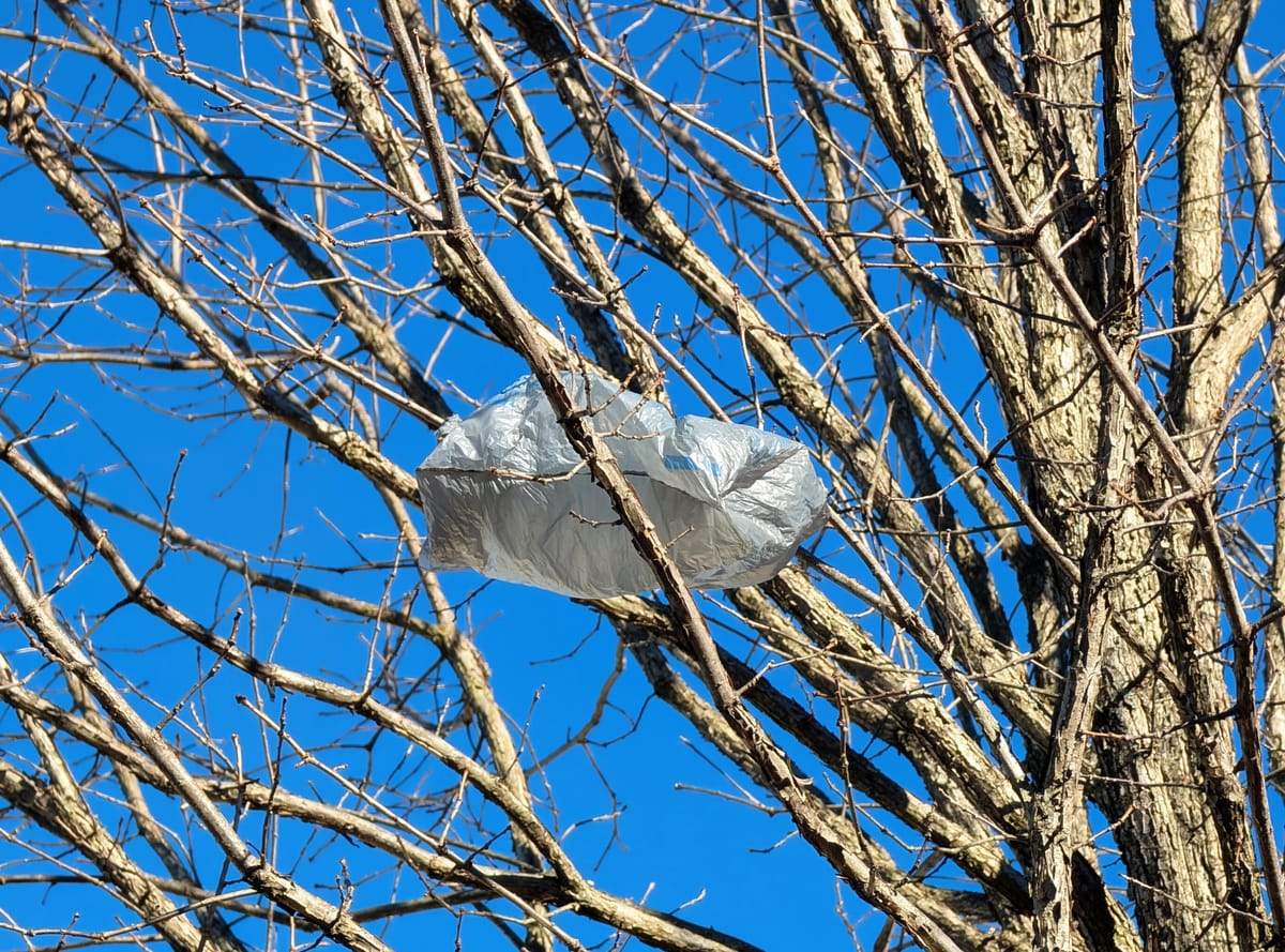 Plastic Bag Removed From Tree